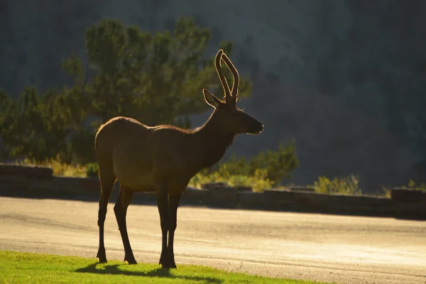 Elk with rim light — Stock Photo, Image