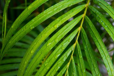 palmiye yaprağı ile su damlaları