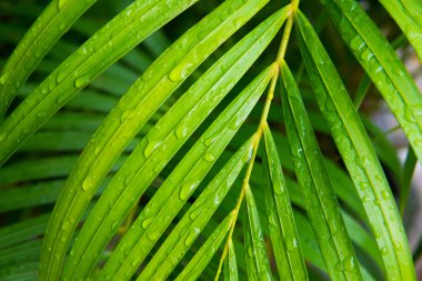 palmiye yaprağı ile su damlaları