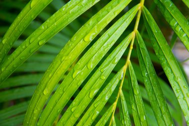 palmiye yaprağı ile su damlaları