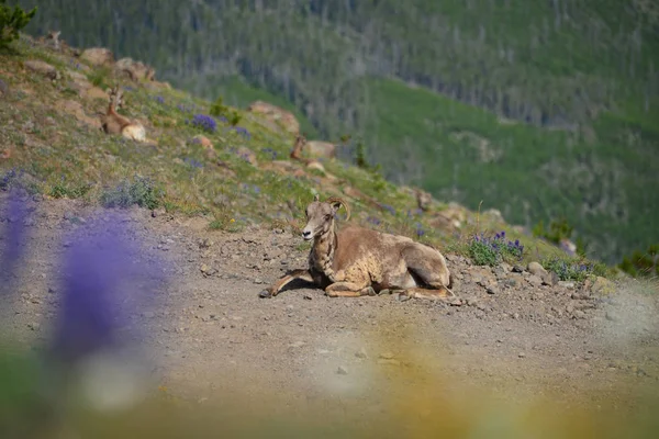 Büyük horn koyun tek boynuz Mount Washburn hiking trail sahiptir., — Stok fotoğraf