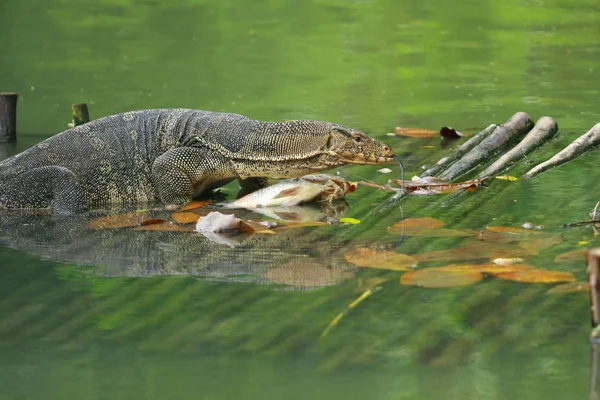 Varanus salvator (lézard moniteur d'eau) mangeant du poisson sur une palette de bois — Photo