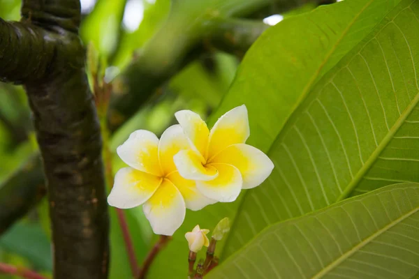 Plumeria Tom Vintage na árvore, flores tropicais frangipani — Fotografia de Stock