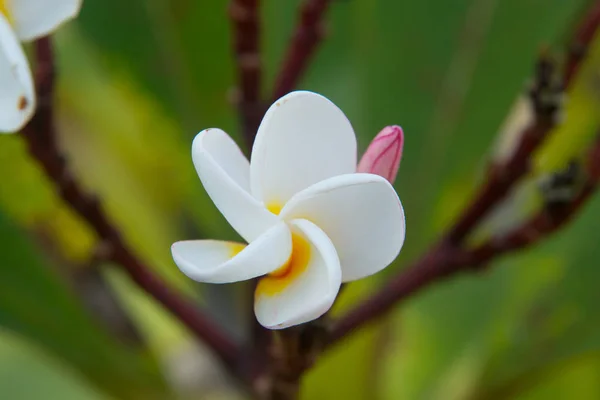 Vintage tón na stromu, keře tropických květů Plumeria — Stock fotografie