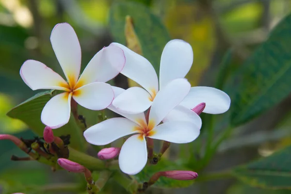 Plumeria Vintage sesi ağaçta frangipani tropik çiçekler — Stok fotoğraf