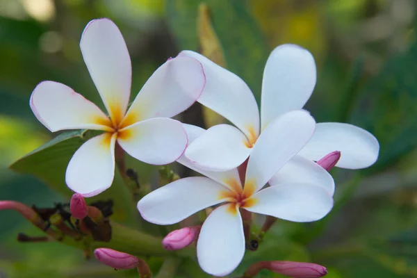 Plumeria Vintage sesi ağaçta frangipani tropik çiçekler