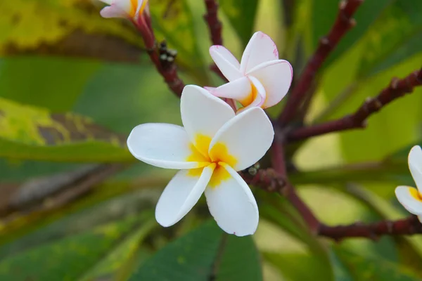 Plumeria Vintage tonen på trädet, frangipani tropiska blommor — Stockfoto
