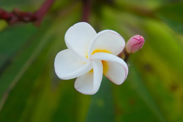 Plumeria Vintage Toon op de boom, frangipani tropische bloemen — Stockfoto