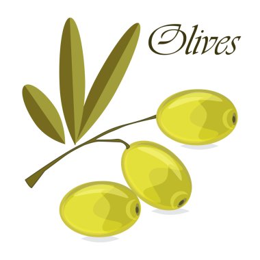 Beyaz arka planda yeşil zeytinli zeytin dalı