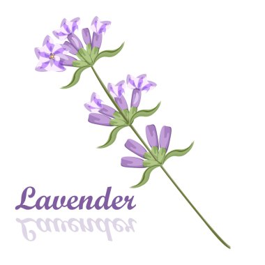 Lavanta çiçekleri Menekşe çiçeği Bahçe aromatik bloom demet.