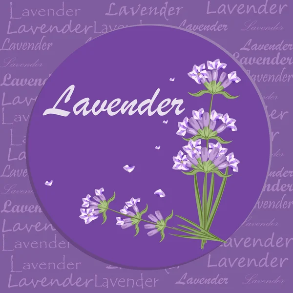 Група лавандових квітів фіолетовий цвіт саду ароматне цвітіння . — стоковий вектор