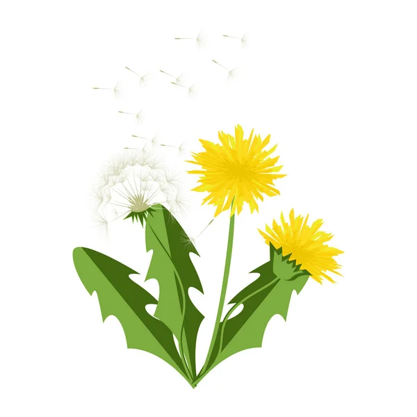 Vektor gambar dandelion dengan daun . - Stok Vektor