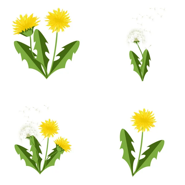 Vector illustration dandelions set with leaves. — Stock Vector