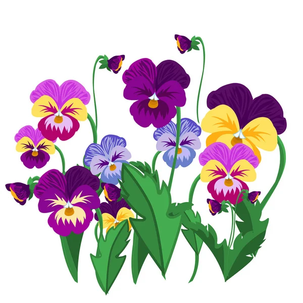 Satz Stiefmütterchen Blumen violette Blüte Garten Pflanze Vektor Illustration. — Stockvektor