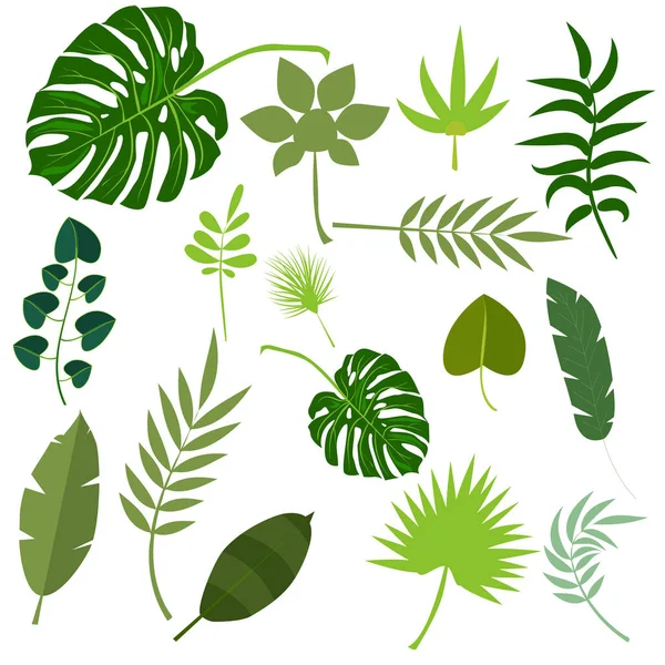 Feuilles tropicales palmier été jungle exotique vert feuille vecteur illustration — Image vectorielle