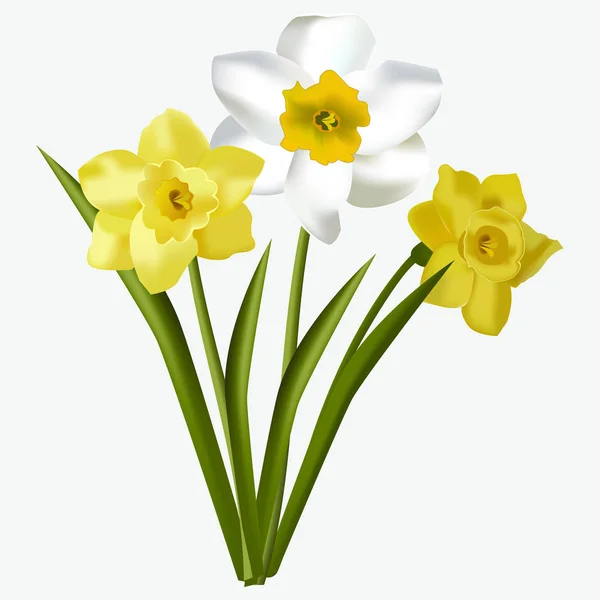 Spring floral beautiful fresh daffodils flowers isolated on white background vector illustration. — Stock Vector