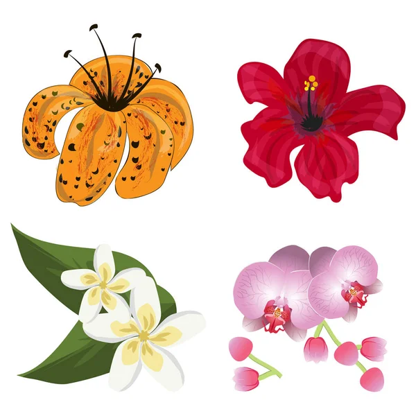 Flor vector de flora tropical. Floración planta tropical decoración naturaleza . — Vector de stock