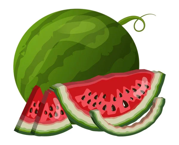 Wassermelone und in Scheiben schneiden Nahaufnahme. Vektor isolierte Abbildung. — Stockvektor