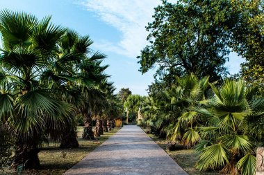 palmiye ağaçları ile yola