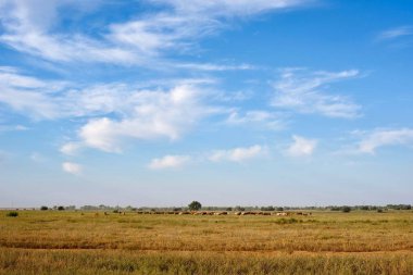 İnekler tarlada otluyor