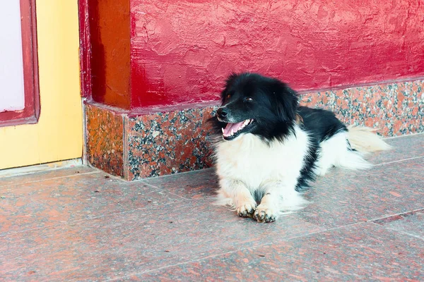 Dog lying near house