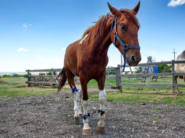 Hästen stående på fältet — Stockfoto