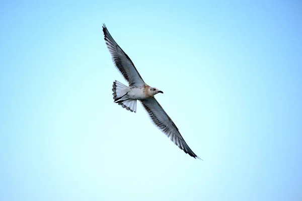 Gaviota con respaldo negro —  Fotos de Stock