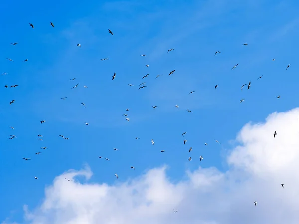 Az égen repülő madarak — Stock Fotó