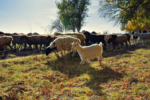 Schafe und Ziegen auf der Weide — Stockfoto