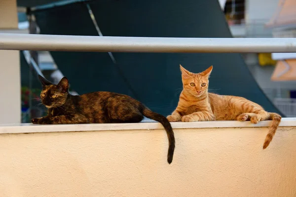Lindos gatos al aire libre — Foto de Stock