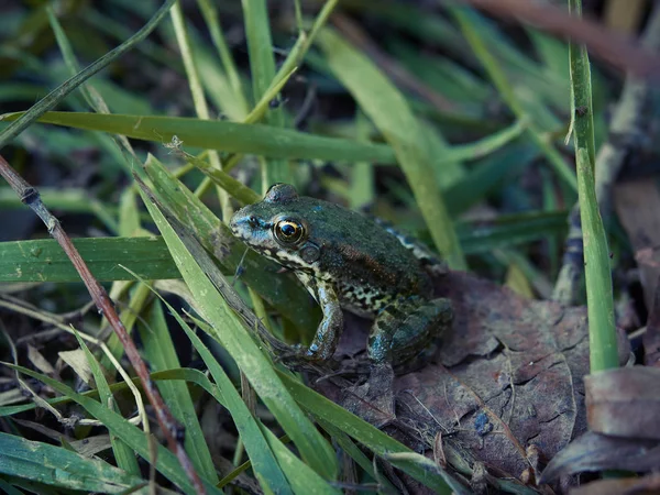 Žába sedící na trávě — Stock fotografie