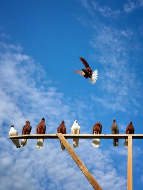 Ahşap tahta oturan güvercin 
