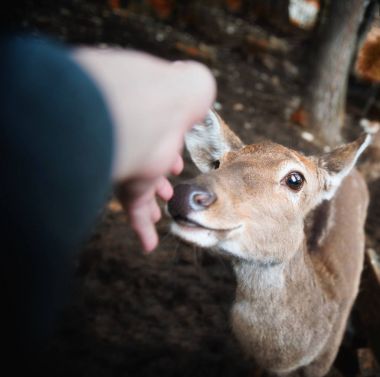 insan eli küçük geyik sevişme 