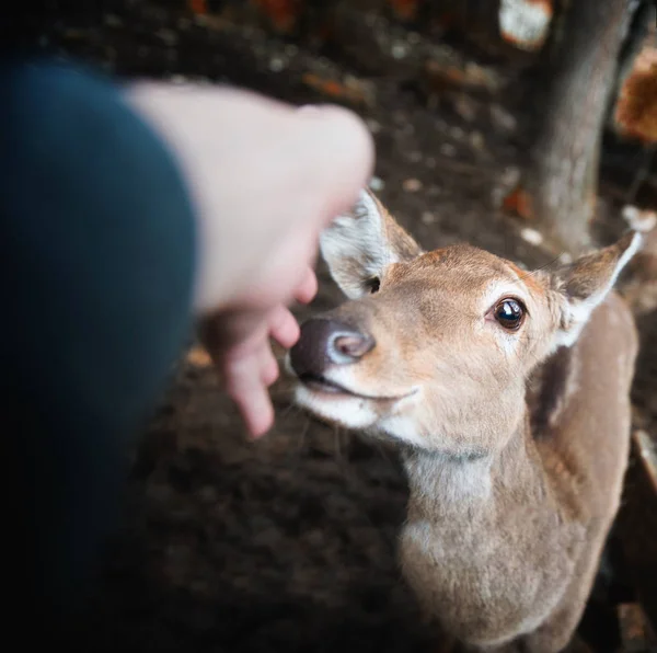 insan eli küçük geyik sevişme 