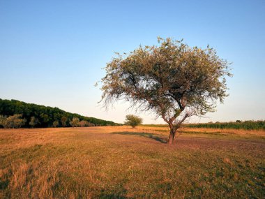 Yalnız ağaç sarı bir alan içinde