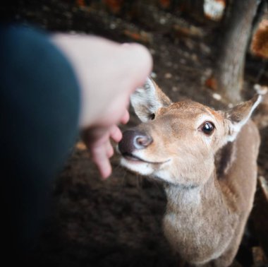 Ormanda insan eli açık ile sevimli vahşi geyik Close-Up