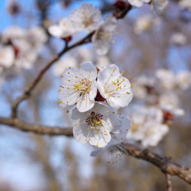  maviler içinde bahar ağacı çiçekleri 