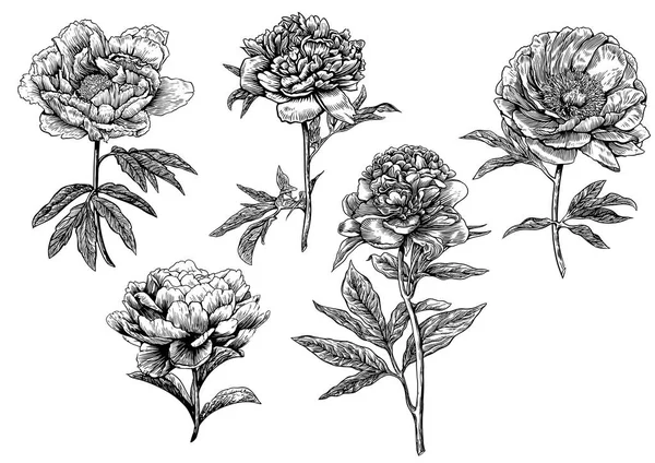 Pfingstrose, Blume, Stich, Zeichnung, Vektor, Illustration, Sammlung — Stockvektor