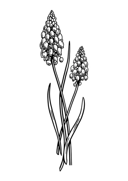 Traubenhyazinthe Blumenillustration, Zeichnung, Gravur, Linienkunst — Stockvektor