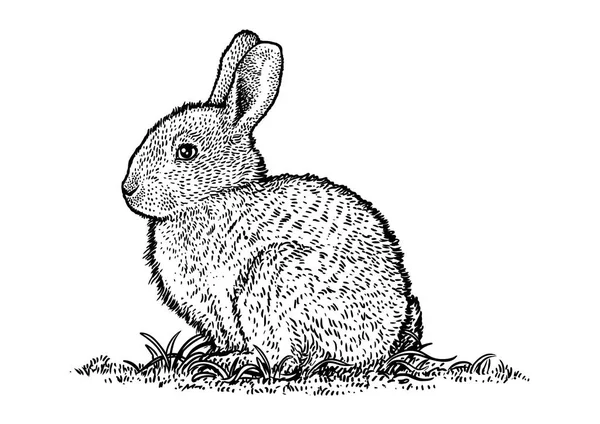 Kaninchen, Hase Illustration, Ostern, Zeichnung, Gravur, Linienkunst — Stockvektor