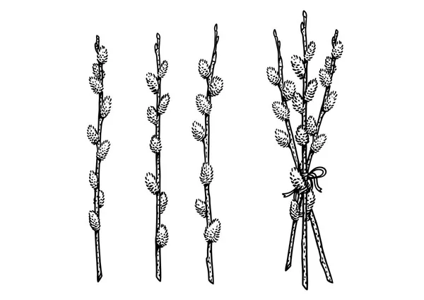 Pussy willow illustration, drawing, engraving, line art — Stockový vektor