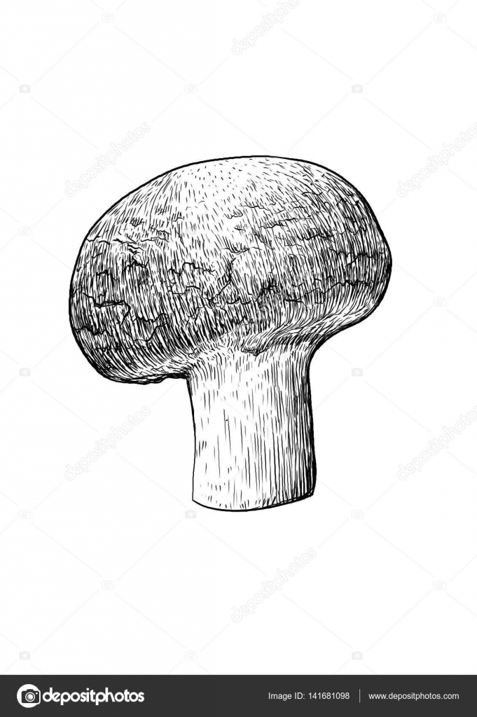Champignon Mushroom Illustration Drawing Engraving Line Art Vector Image By C Jenesesimre Vector Stock Champignon Mushroom Illustration Drawing Engraving Line Art Vector Image By C Jenesesimre Vector Stock