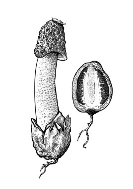 Stinkhorn mantar çizim, çizim, gravür, Hat sanatı