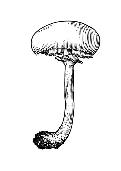 Illustration champignon, dessin, gravure, art linéaire — Image vectorielle