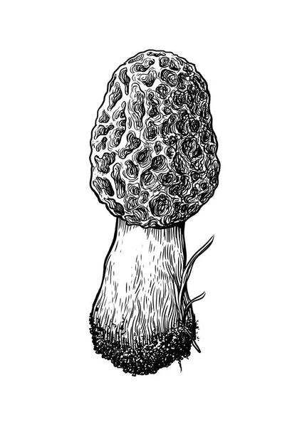 Morel mushroom illustration, drawing, engraving, line art — Stock Vector