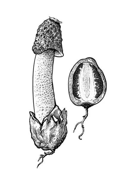 Stinkhorn fungo illustrazione, disegno, incisione, linea arte — Vettoriale Stock