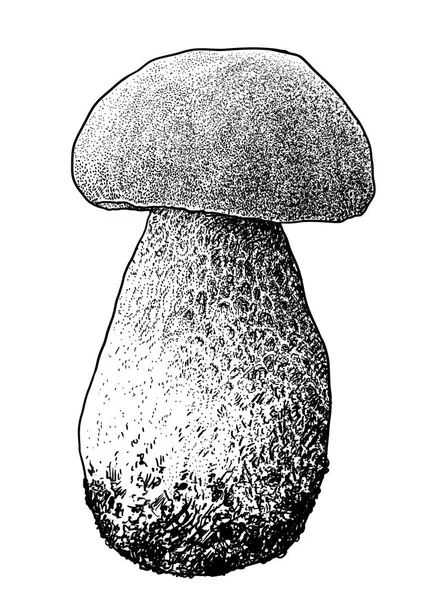 Boletus mushroom illustration, drawing, enhaving, line art — стоковый вектор