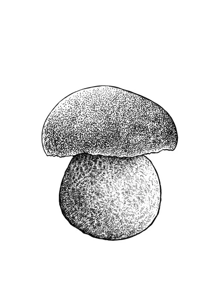 Boletus fungo illustrazione, disegno, incisione, linea arte — Vettoriale Stock