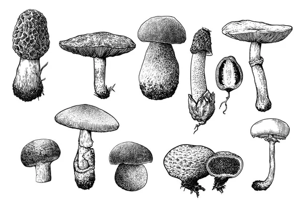 Raccolta di funghi illustrazione, disegno, incisione, line art — Vettoriale Stock