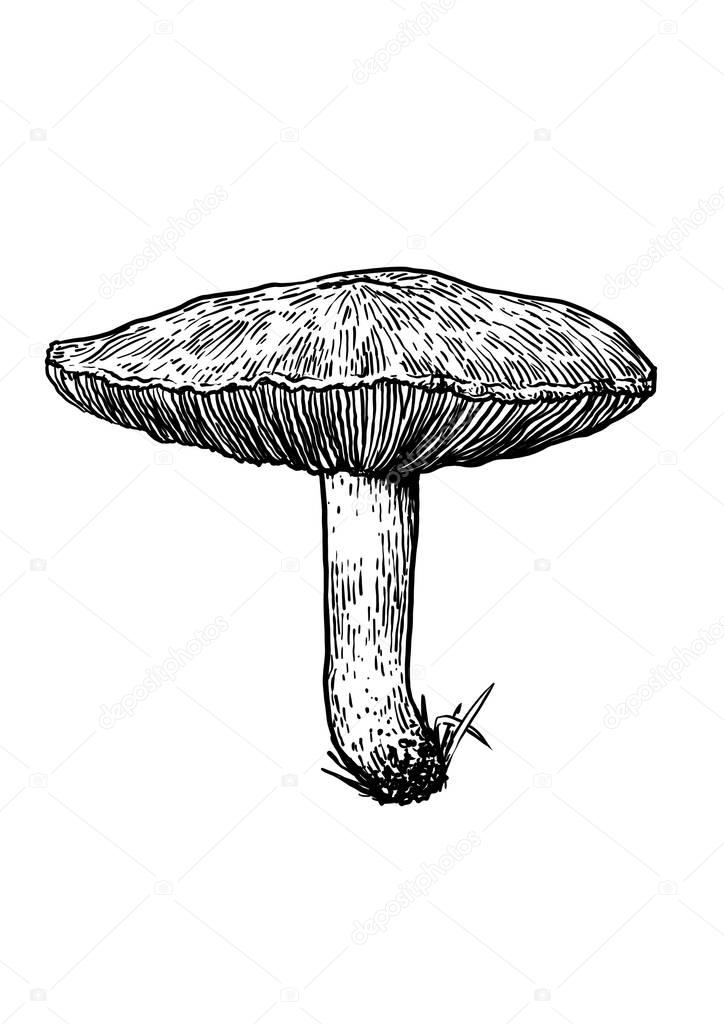 Mushroom illustration, drawing, engraving, line art